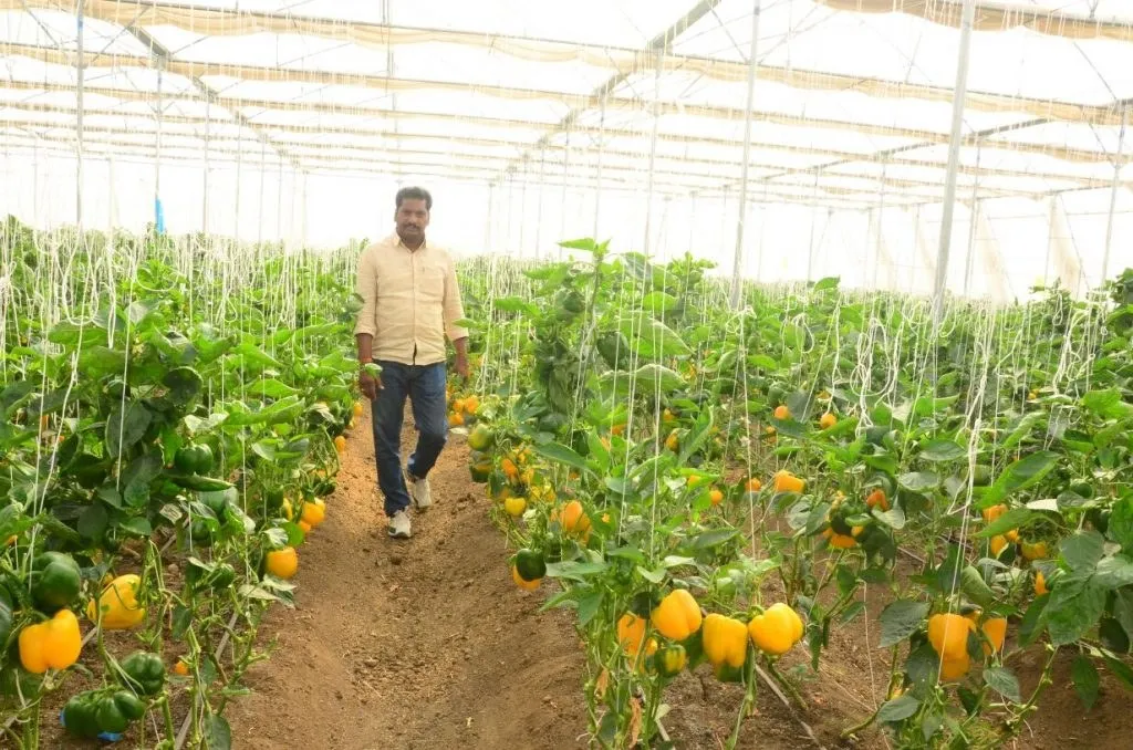 Inside a working polyhouse: two long rows of capsicum plants carrying yellow and green fruit, trained up vertical strings under a translucent poly cover, with a grower walking the bare earth path between them.